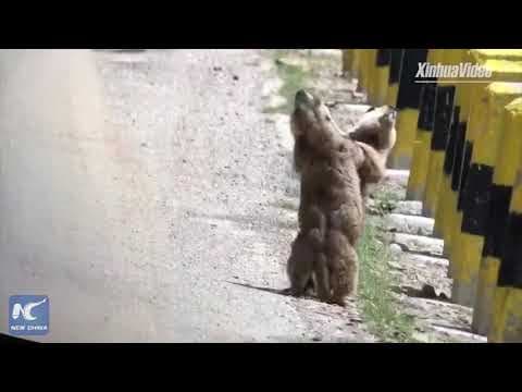 Commuting Marmots